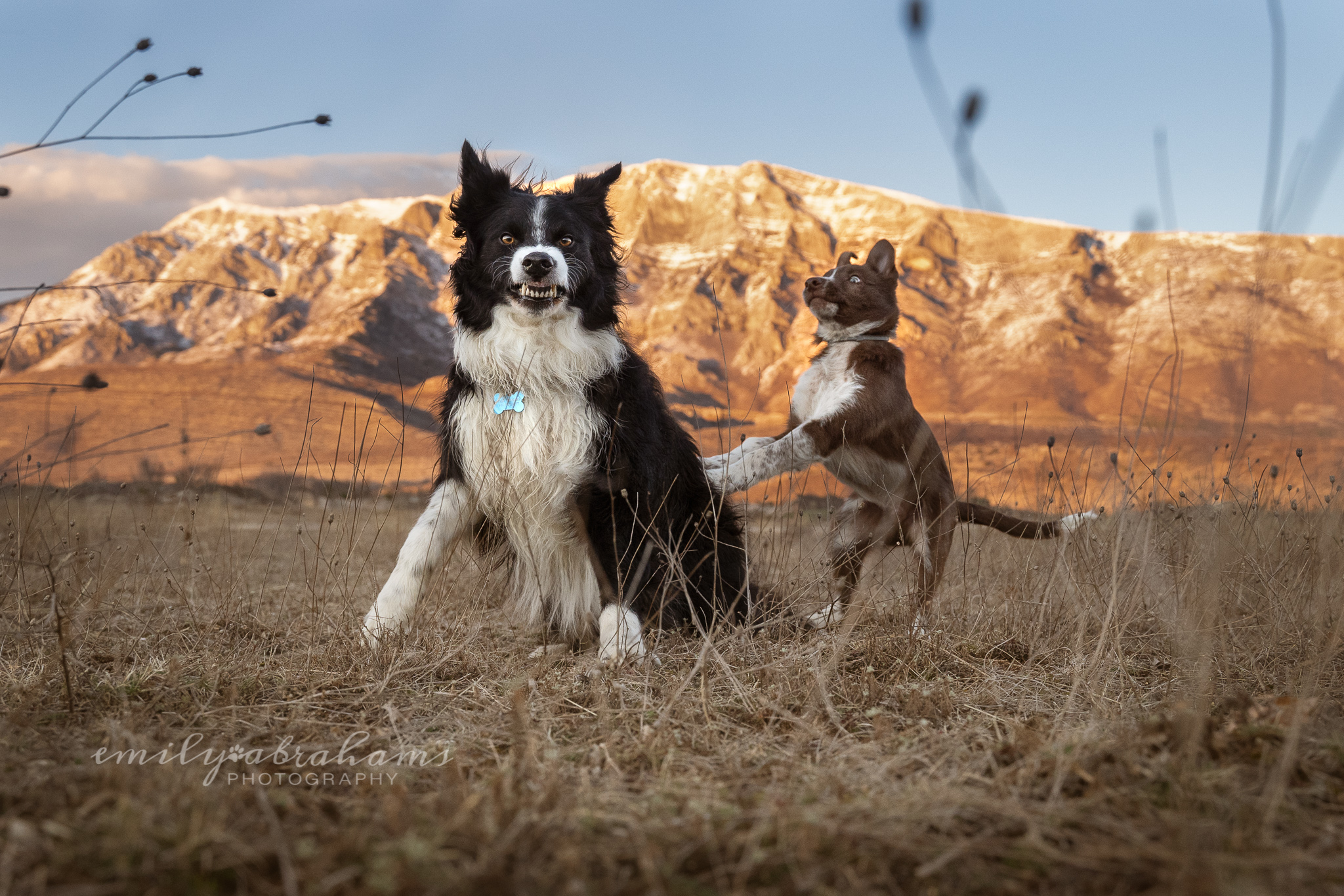 Two border collies, one is a young puppy who is pushing his front paws on the older one's back. The older one has a snarl on his face, and the puppy is looking shocked. There is a mountain lit by golden light behind them
