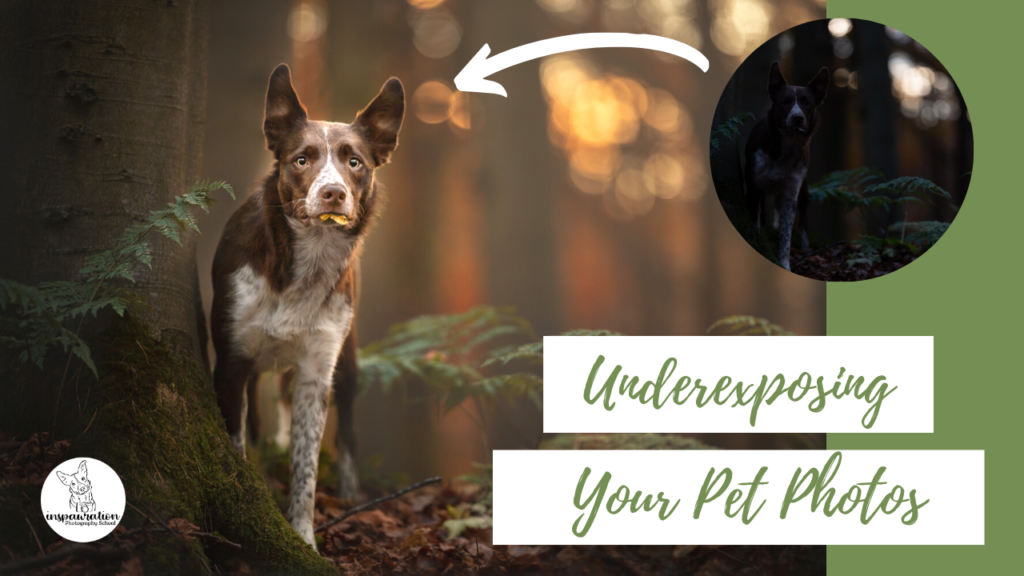 When (and why) Should You Underexpose Your Dog Portraits
