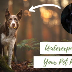 When (and why) Should You Underexpose Your Dog Portraits?