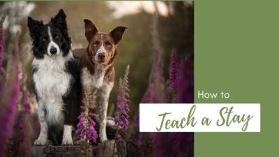 How To: Teach a Dog to Stay