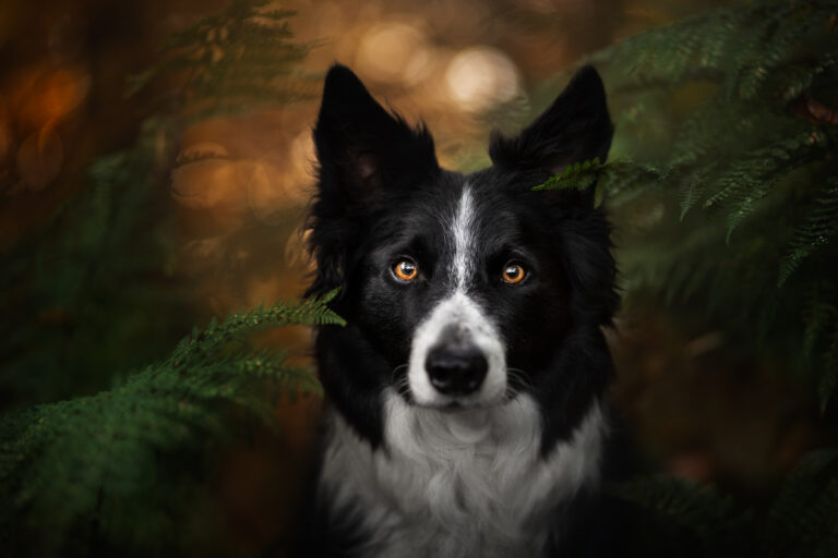 A head and shoulders fine art portrait of a border collie dog in the backlit forest as an example of how to take beautiful pet photos