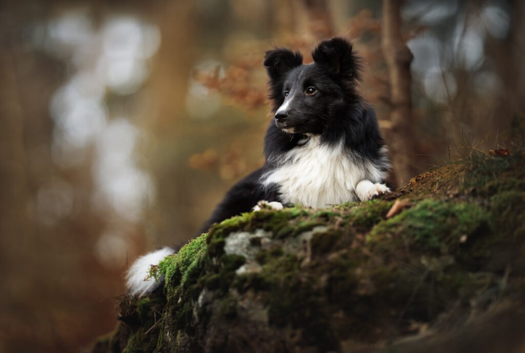 How to Take Perfect Photos of Black Dogs - Inspawration Photography