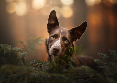 How to Choose a Location for Pet Photography: November Challenge!
