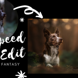 Dog Portrait Speed Edit: An Autumn Fantasy, featuring Journey