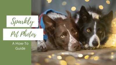 How to Take Sparkly Christmas Lights Pet Photos