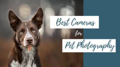 The Best Camera for Pet Photography