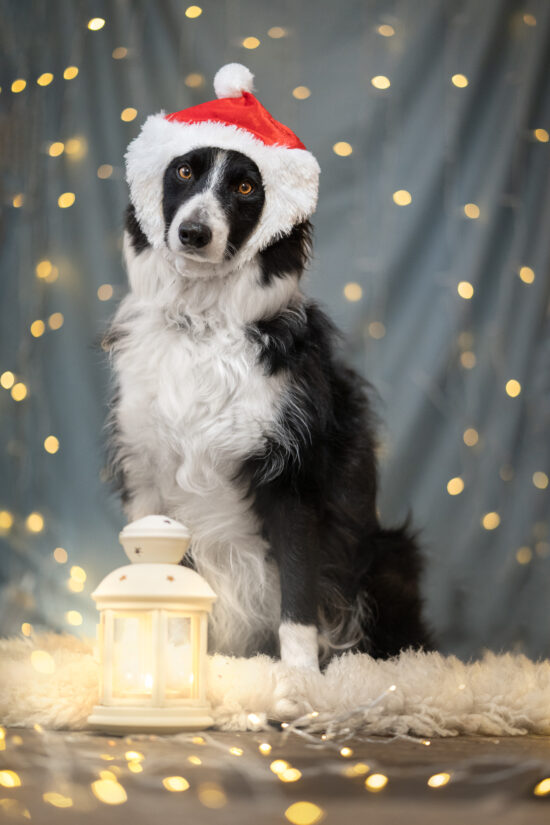 dog christmas photography