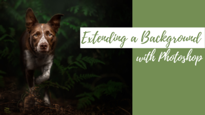How to Make More Background for your Pet Photos