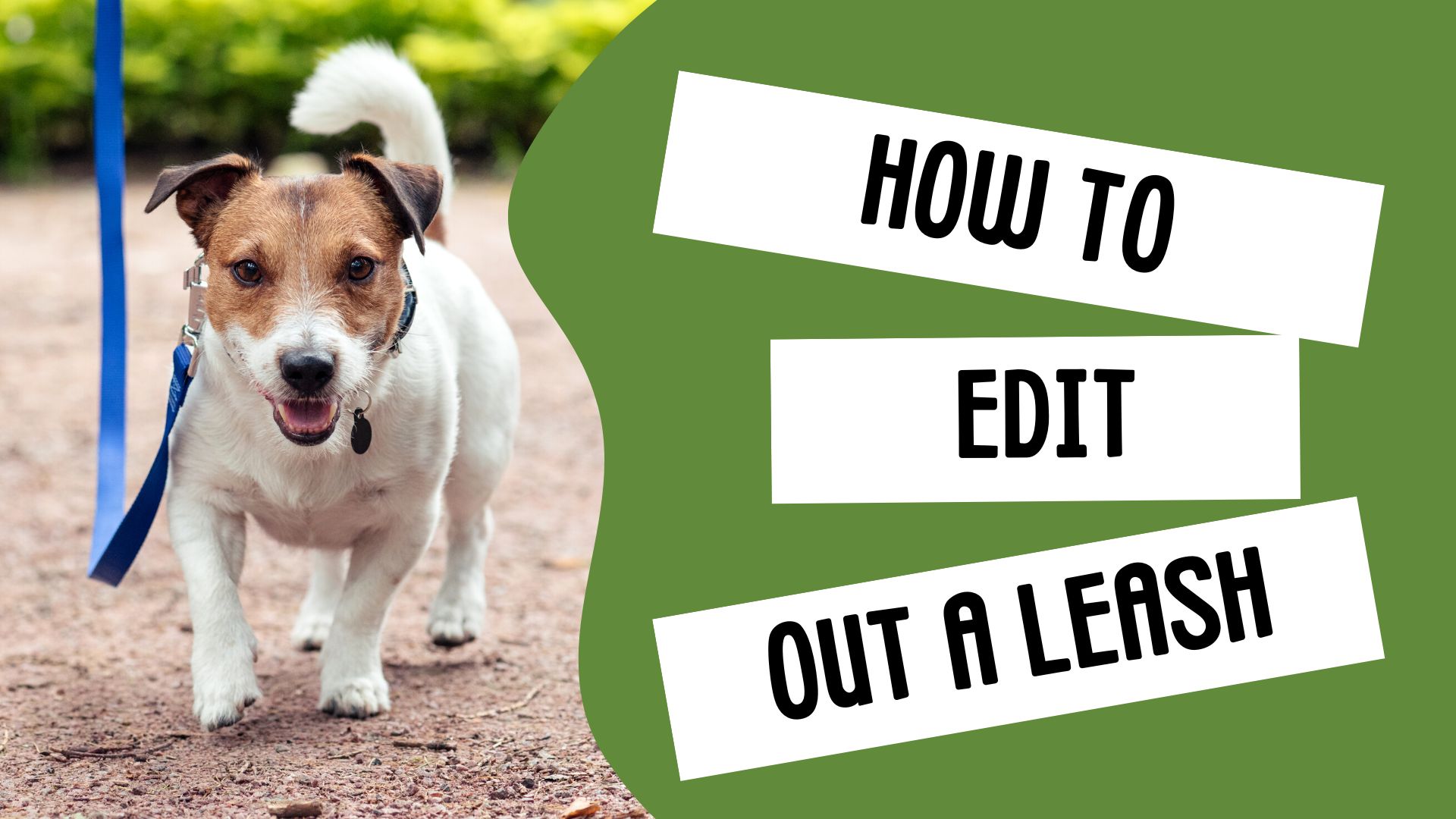 How to Edit Out a Leash in Photoshop!