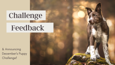 November Challenge Feedback & The Cutest December Challenge Ever (Hint: Puppies!)