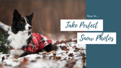 How to take perfect photos of your dog in the snow