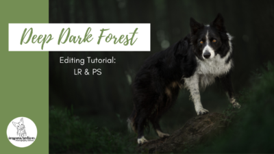How to: Create a “Deep Dark Forest”  photo (old version)