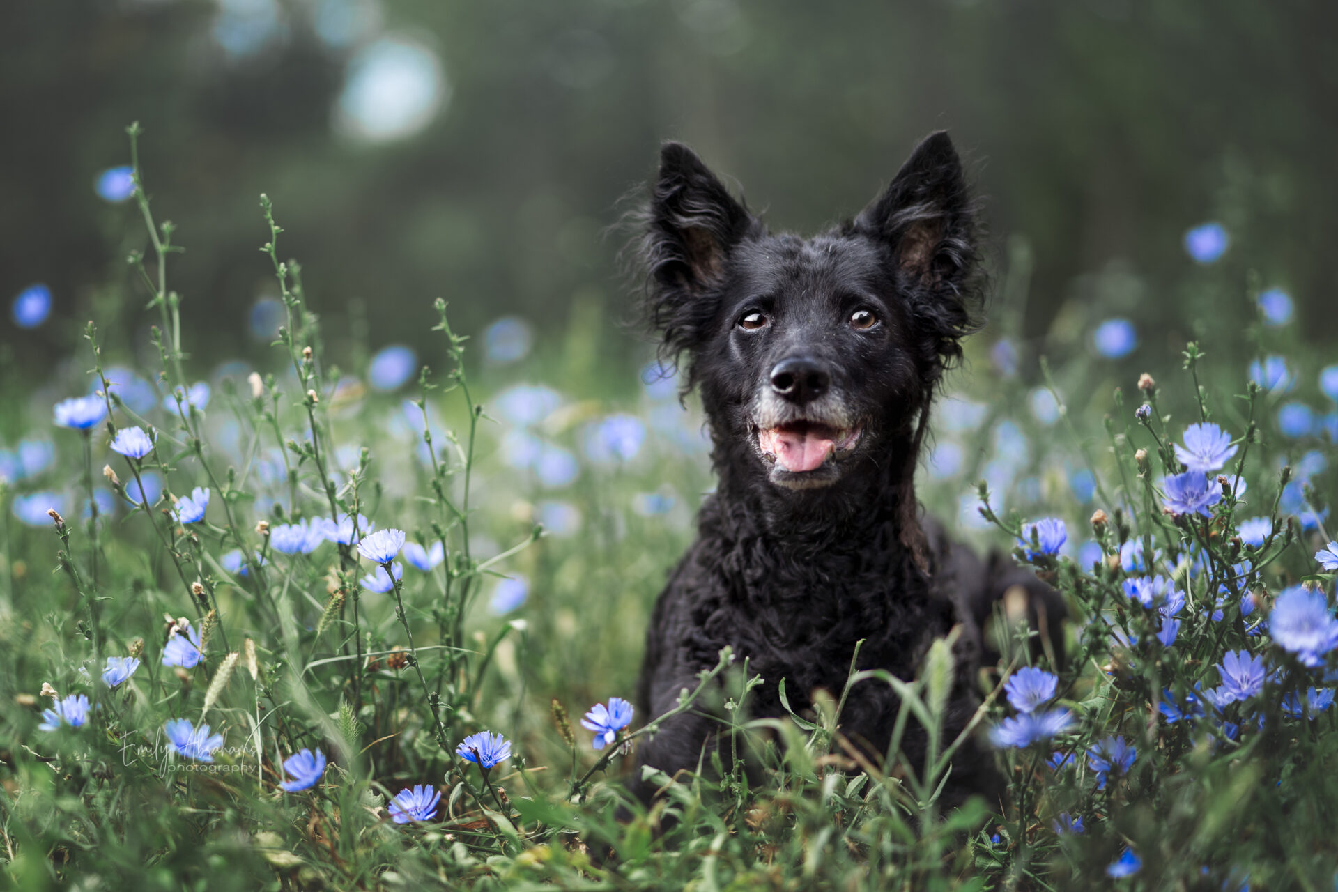 How to Take Perfect Photos of Black Dogs - Inspawration Photography