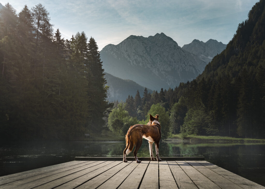 A photo of a border collie standing on a pier in the sun, looking out over a scenic lake and mountains