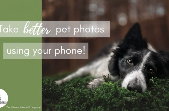 A cover photo showing a border collie lying on some moss with a soft blurry background, the title reads, take better pet photos using your phone
