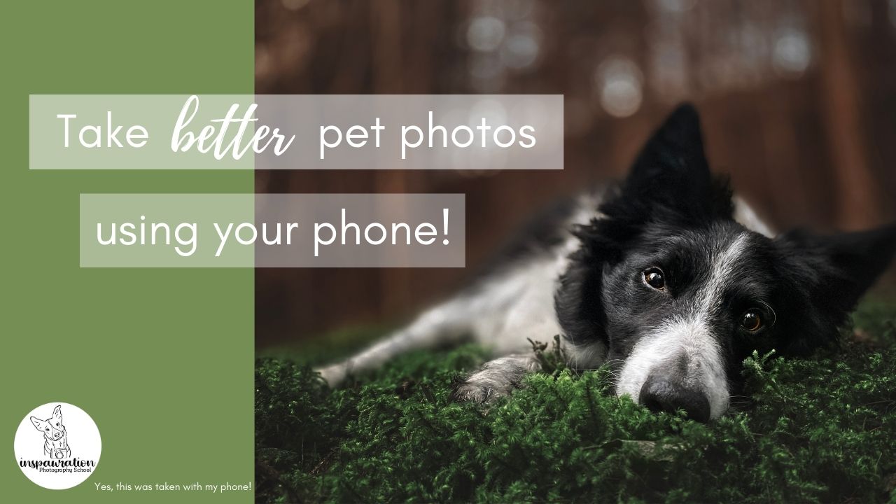 A cover photo showing a border collie lying on some moss with a soft blurry background, the title reads, take better pet photos using your phone
