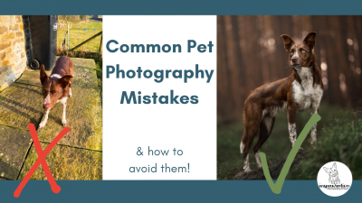 Common pet photography mistakes (and how to avoid them!)
