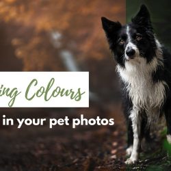 Changing the Colours in your Pet Photos