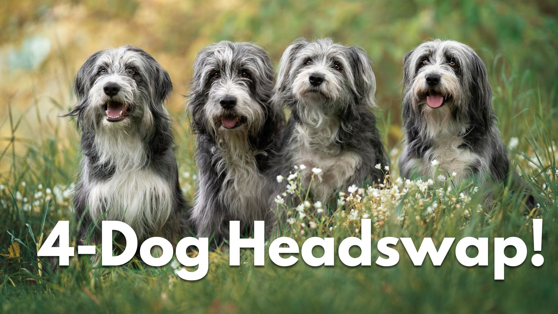 Editing Toolbox: 4 Dog Group Photo: Headswaps!
