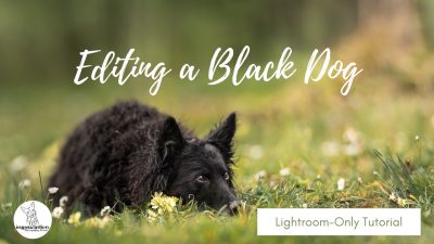Springtime Šaj: Black Croatian Sheepdog: Lightroom Only Tutorial
