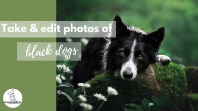How to: Take & Edit Photos of Black Dogs