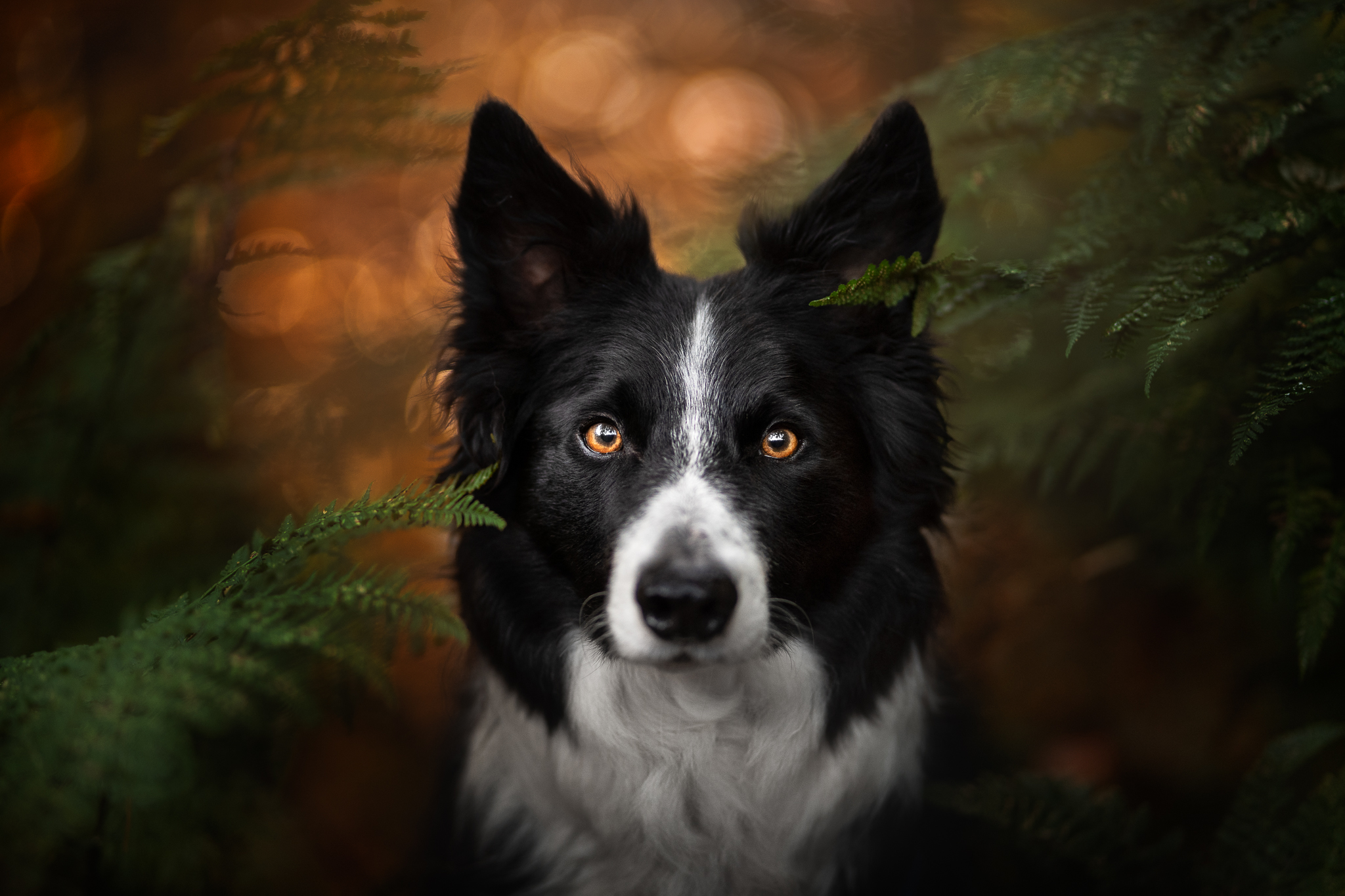 A fine-art headshot of a border collie backlit and amongst the ferns