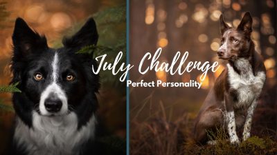 Challenge 6: Perfect Personality