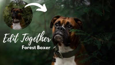 Edit Together: Forest Boxer