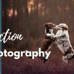 10 Tips For Action Pet Photography