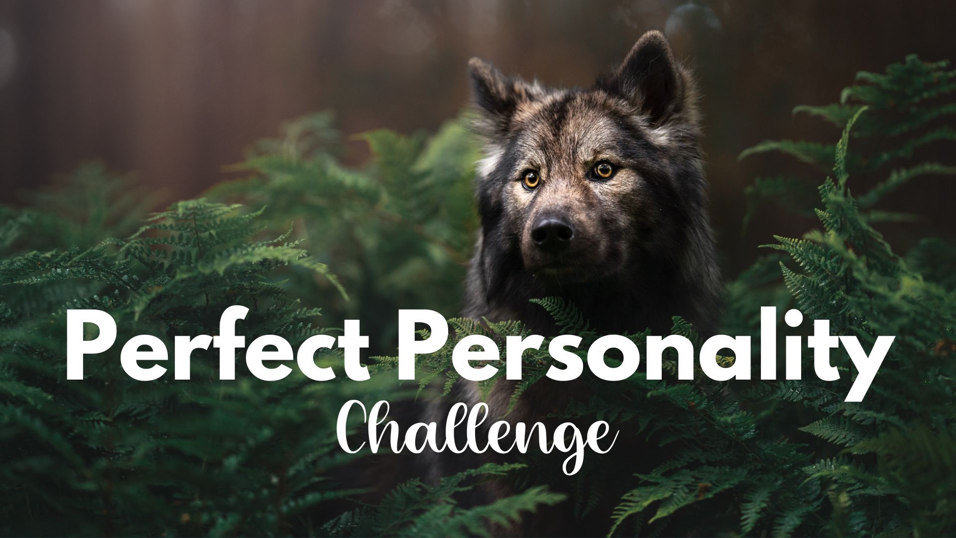 Challenge: Perfect Personality