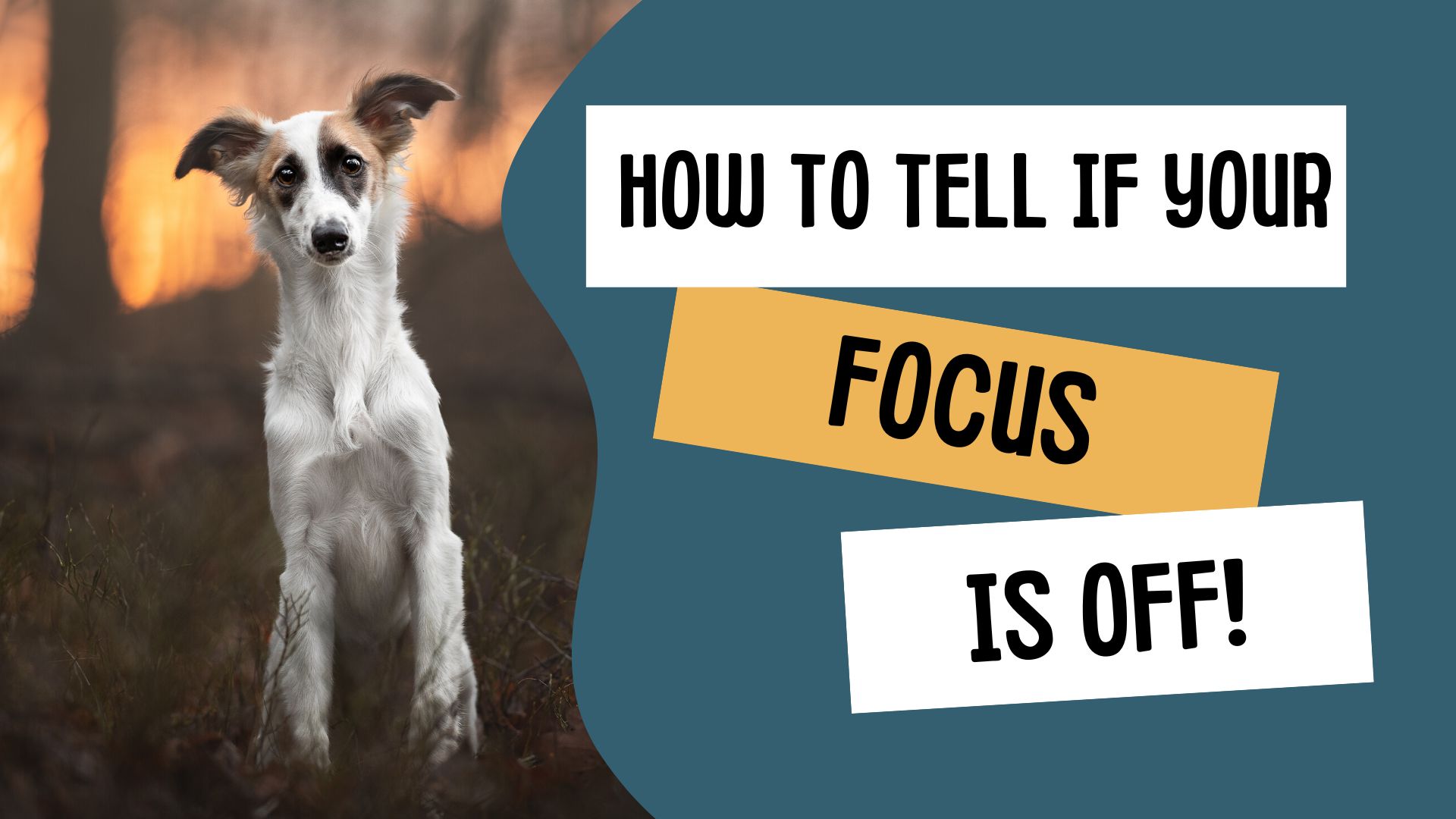 How to tell if your focus is off