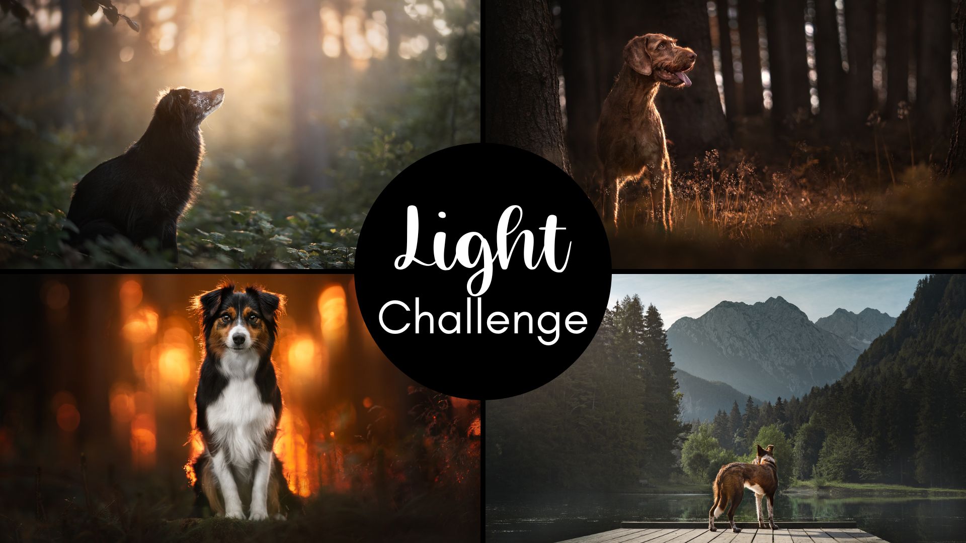 Light Challenge!