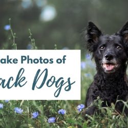 How to Take Perfect Photos of Black Dogs