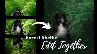 Edit Together: Forest Sheltie