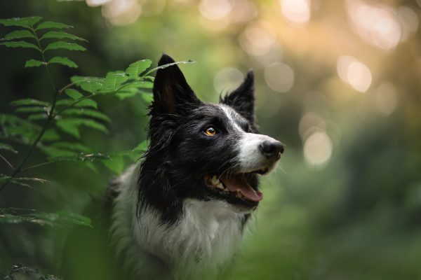 An edited photo of a border collie