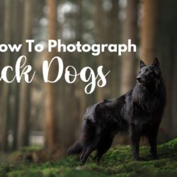 How to photograph black dogs