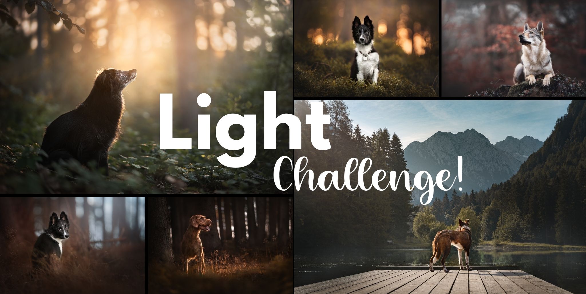 Light Challenge!