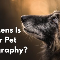 What Lens Is Best for Pet Photography?