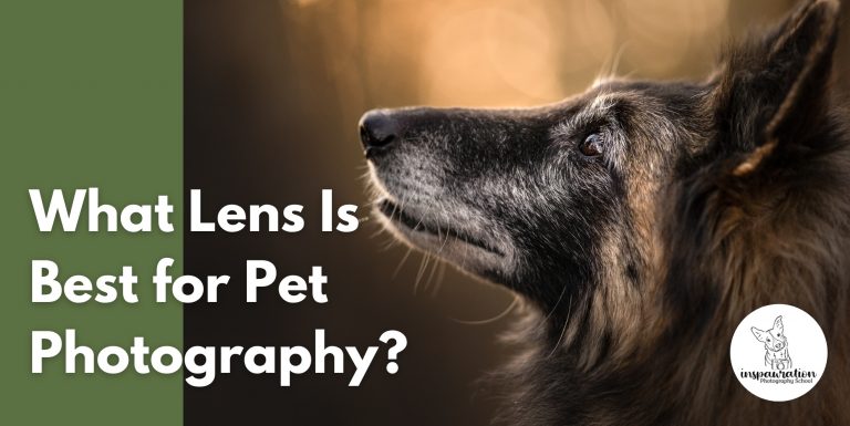 What Lens Is Best for Pet Photography?