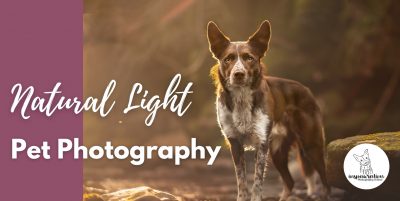 Using Natural Lighting in Pet Photography
