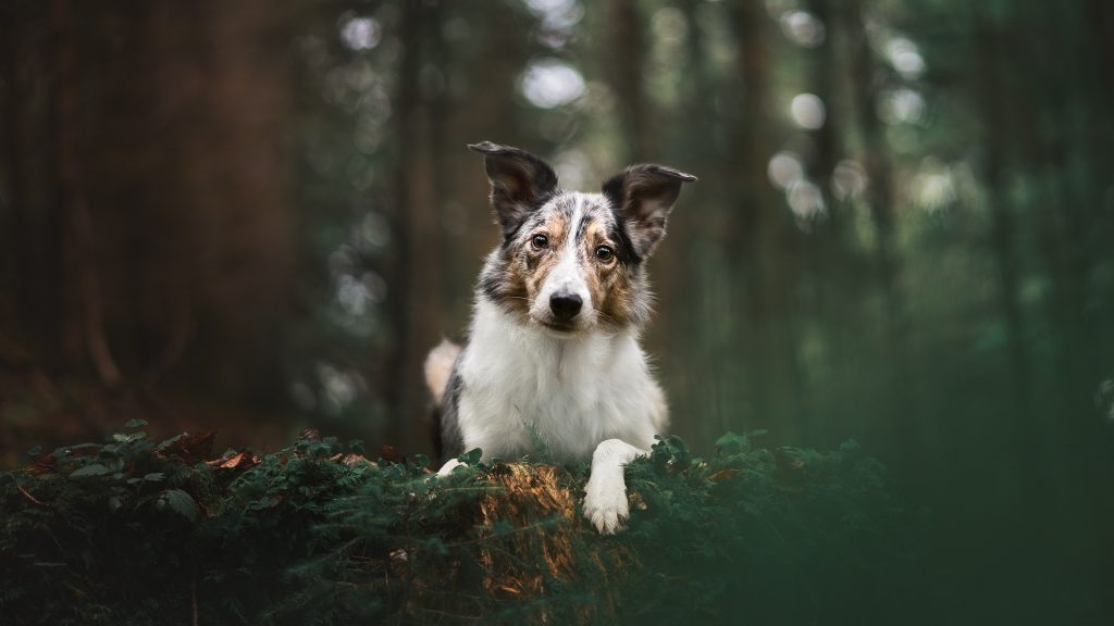 how do you photograph dog portraits