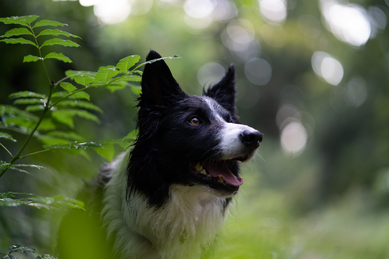 An unedited photo of a black and white border collie