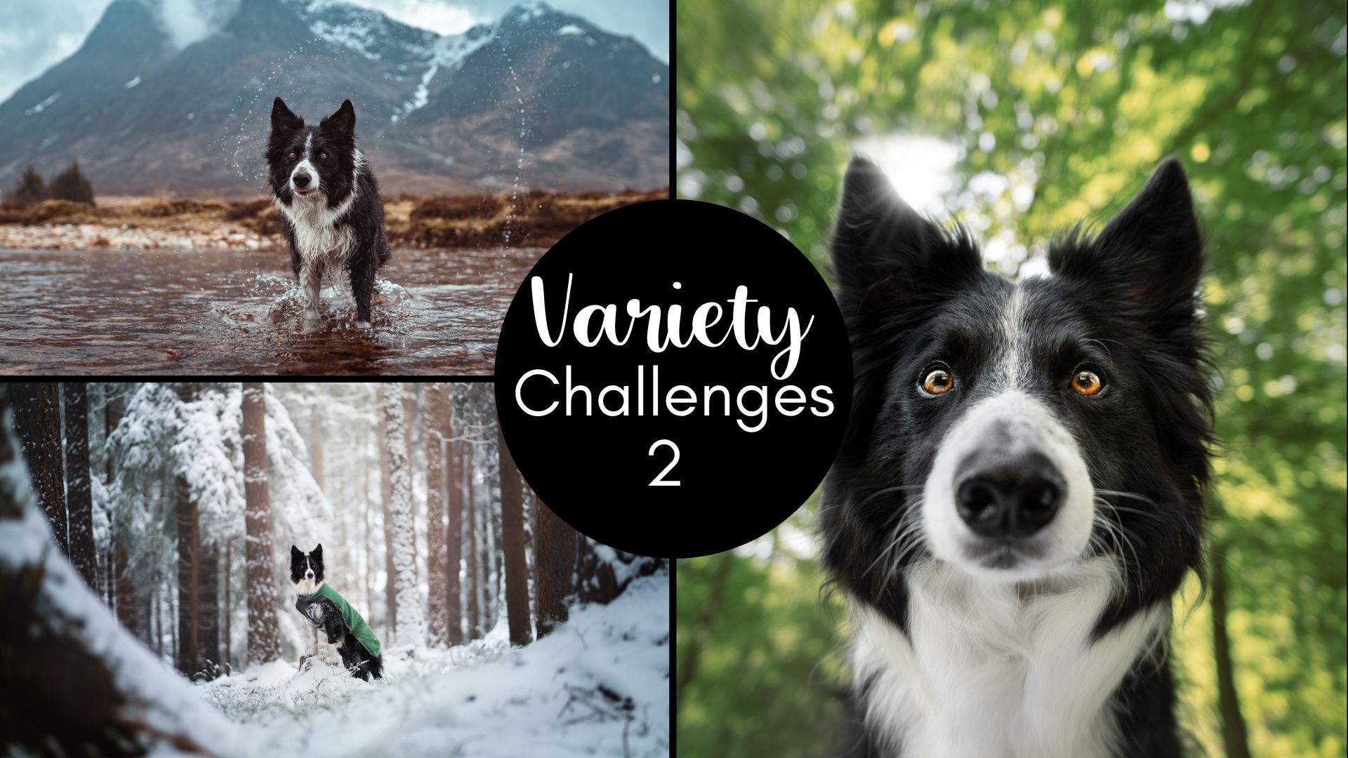 Variety Challenges: All about the dog