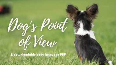 Dog Point of View & Body Language