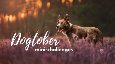 Challenge 7: All about the dog