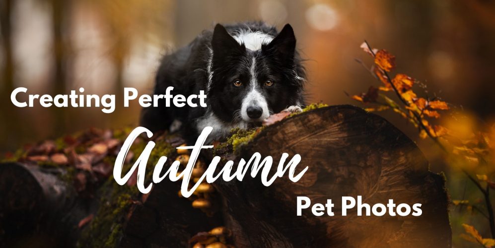 Creating Perfect Autumn Pet Photos