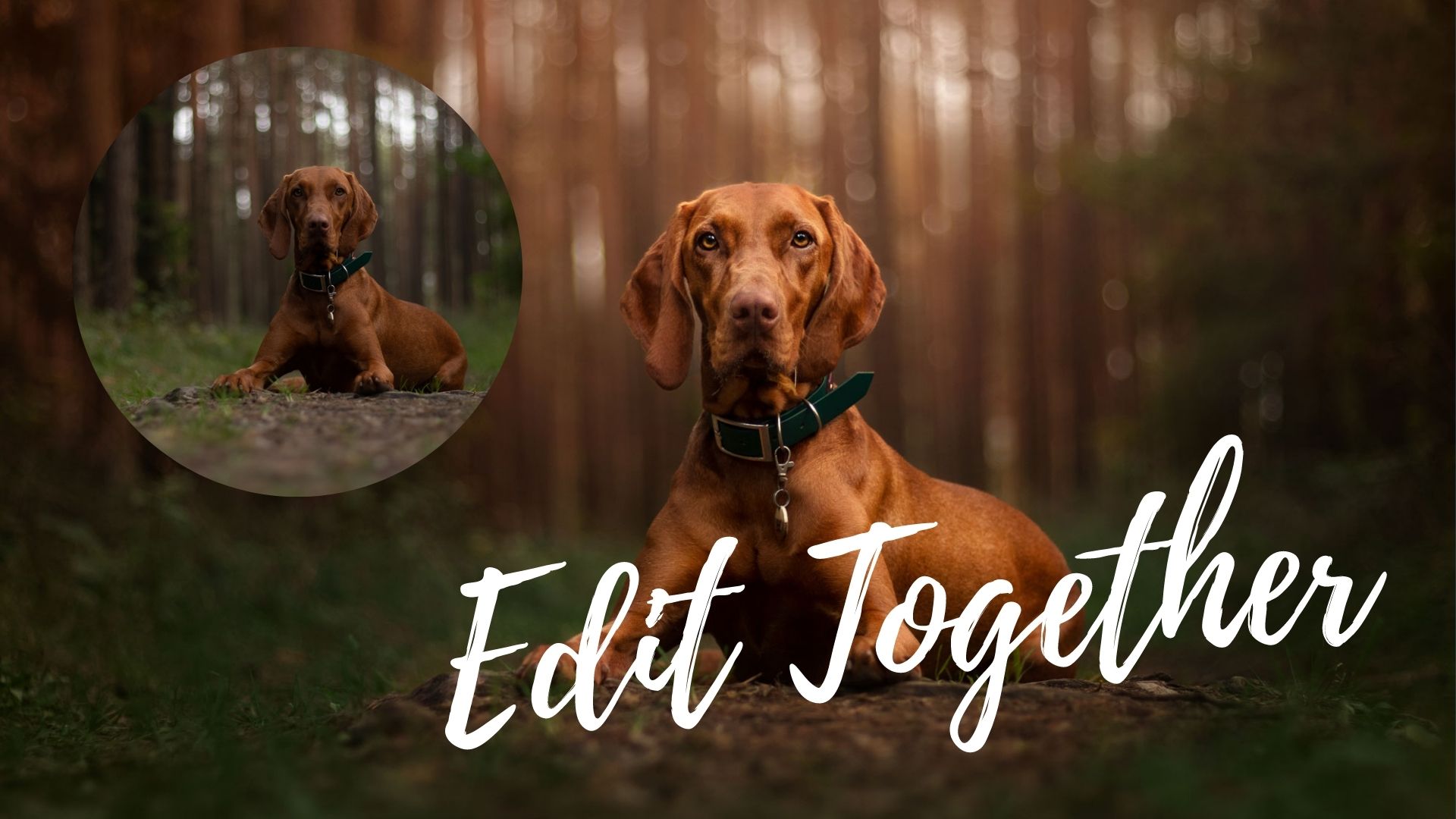Edit Together: Forest Vizsla