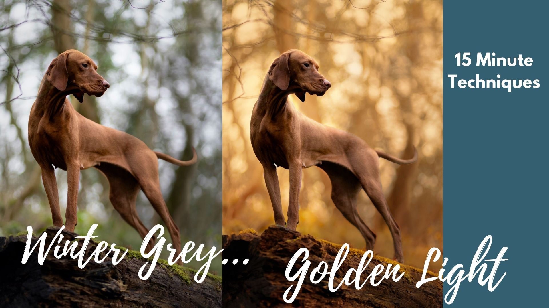 15 Minute Techniques: From Grey Winter to Golden Backlight