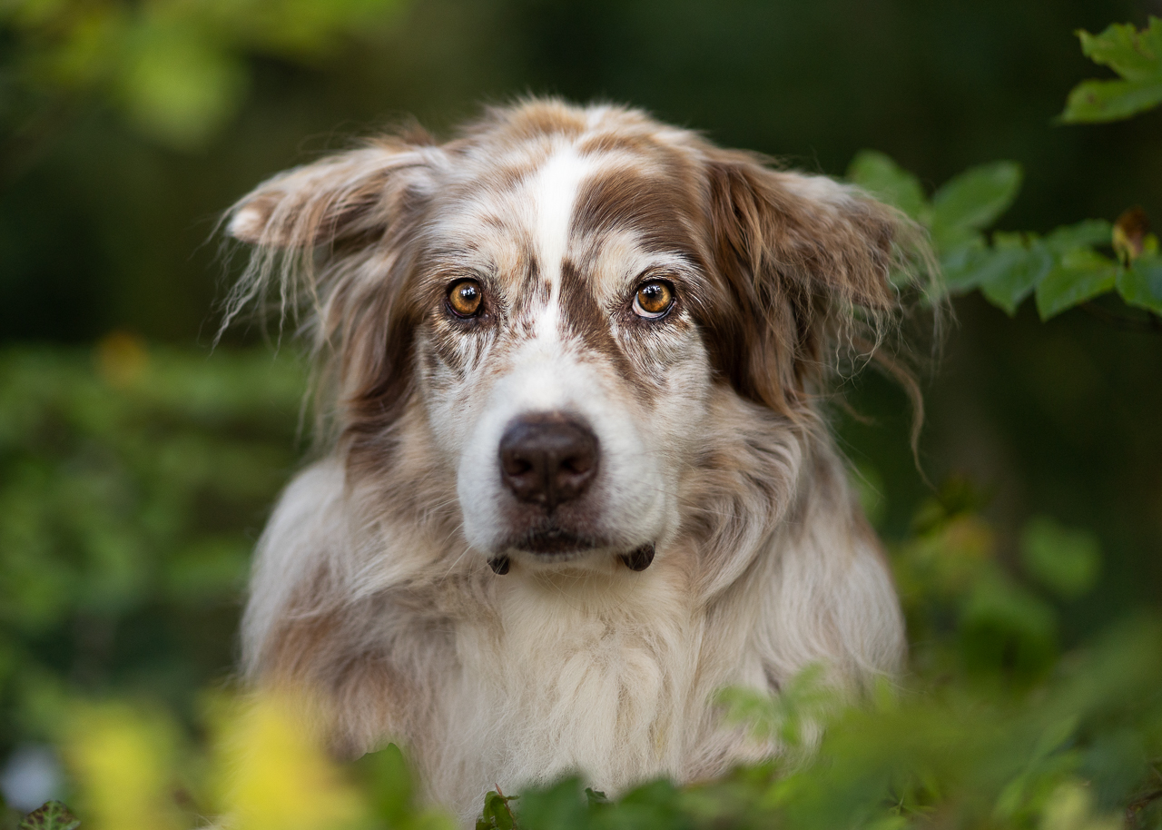 A headshot of an Australian shepherd after the high pass filter was applied in editing