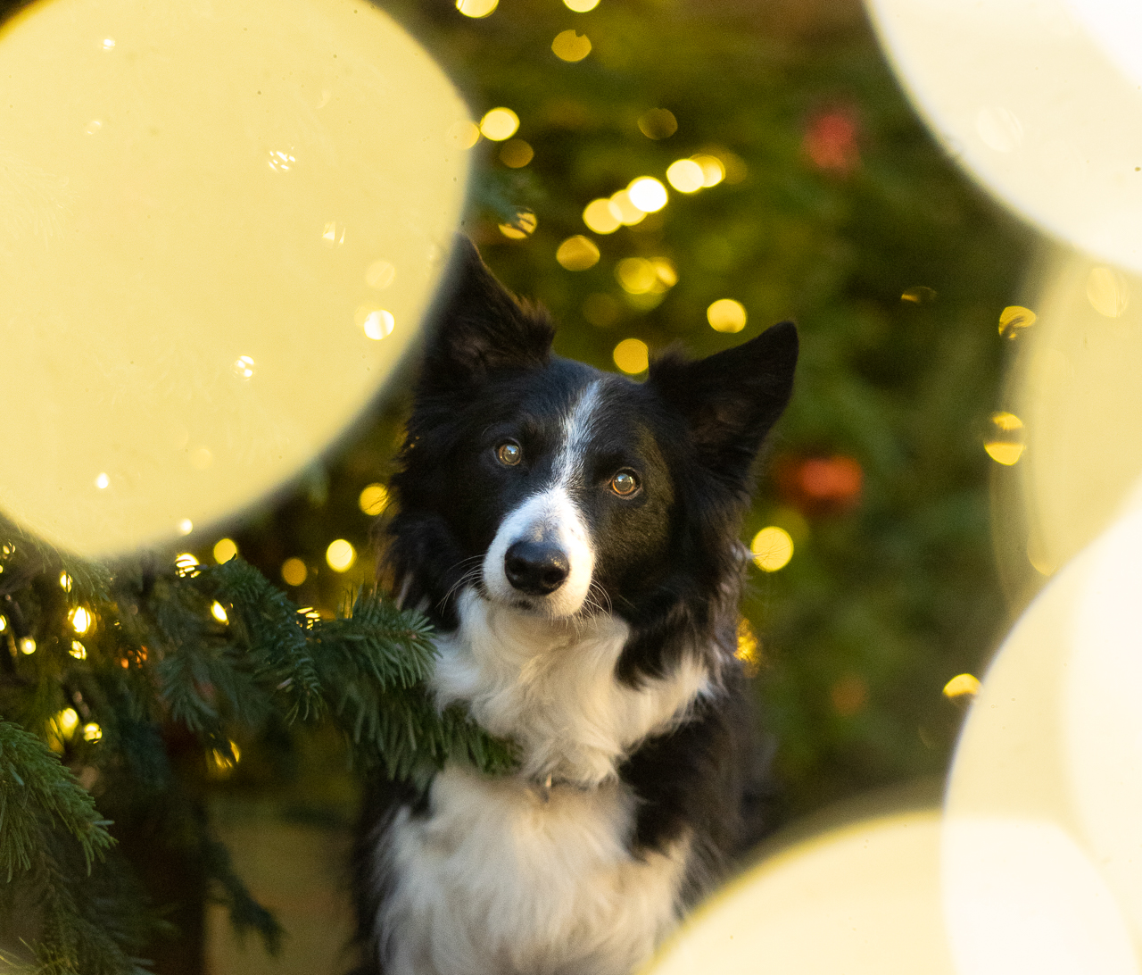 A border collie in a Christmas scene with pale hazy eyes from editing